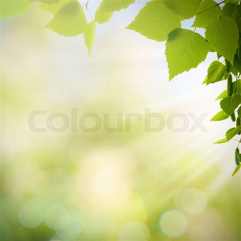 Afternoon cast, abstract summer backgrounds with green leaves and sun beam, stock photo