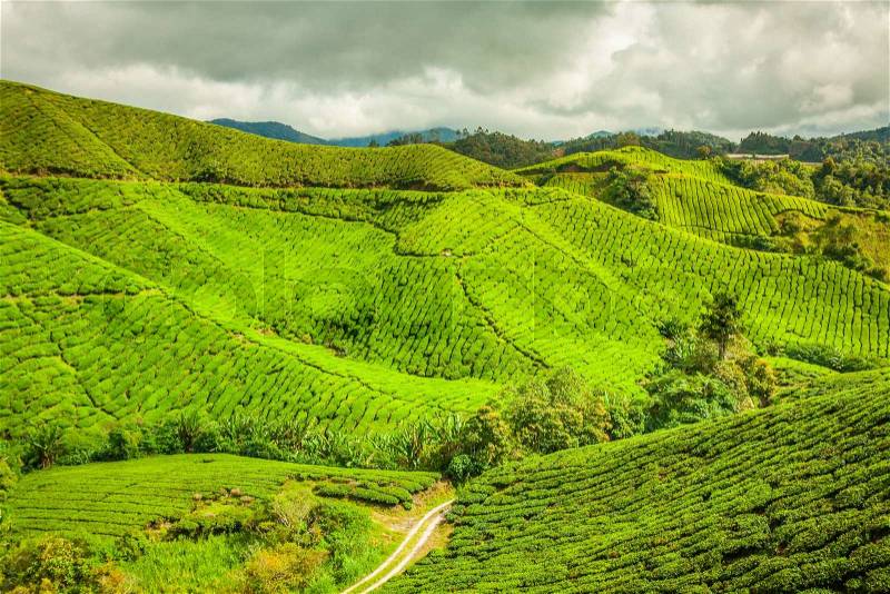 Tea Plantation at the Cameron Highlands, Malaysia, Asia, stock photo