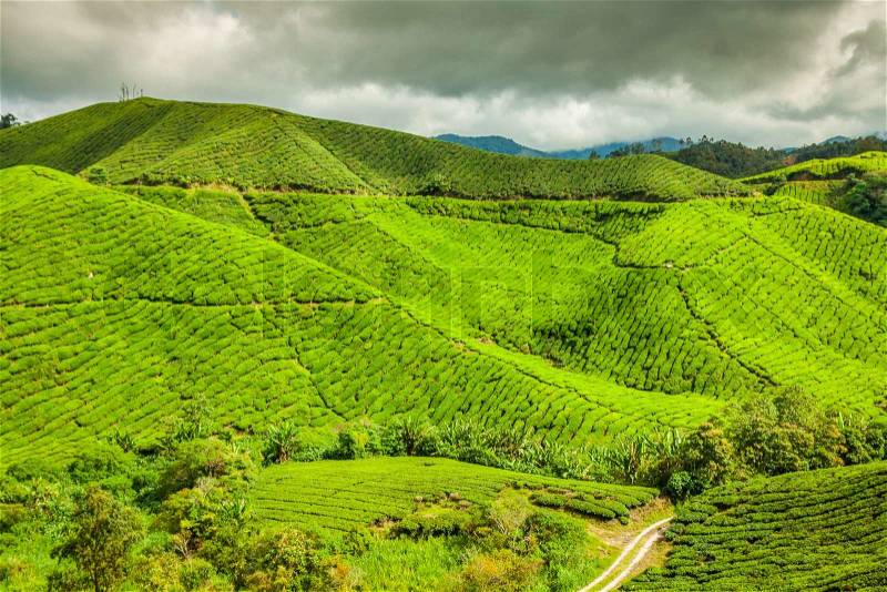 Tea Plantation at the Cameron Highlands, Malaysia, Asia, stock photo