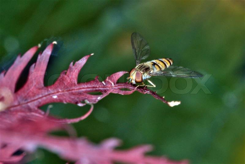 Syrphidae on leave with green background, stock photo