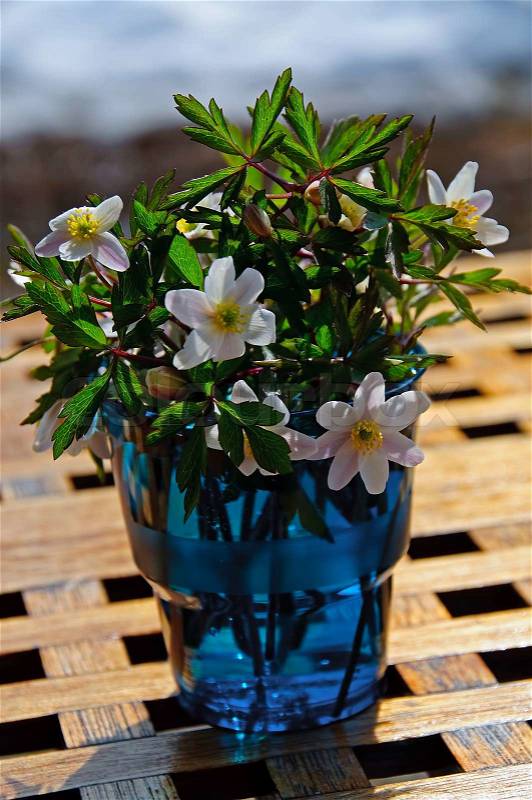 A bouquet of wood anemones in a blue glass, stock photo