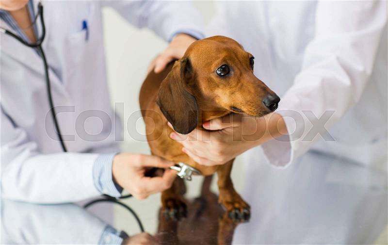Medicine, pet, animals, health care and people concept - close up of veterinarian doctor with stethoscope examining dachshund dog at vet clinic, stock photo