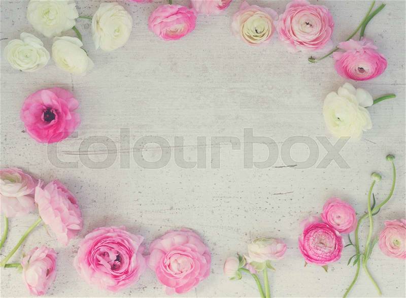 Pink and white ranunculus flowers frame on white wooden background flat lay scene, retro toned, stock photo
