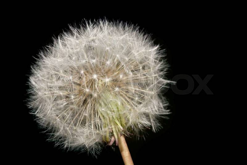 Dandelion Plant Blowball. Dandelion Blow ball. Fragility Concept. Flock. Dandelion Pollination, stock photo