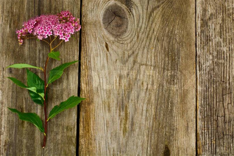 Pink Spirea Flower on a Wooden Rustic Background Studio Photo, stock photo