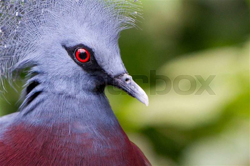 Victoria Crowned bird (Goura victoria), head profile, stock photo