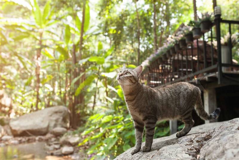 Side view of a Cat walking on stone near the river, stock photo