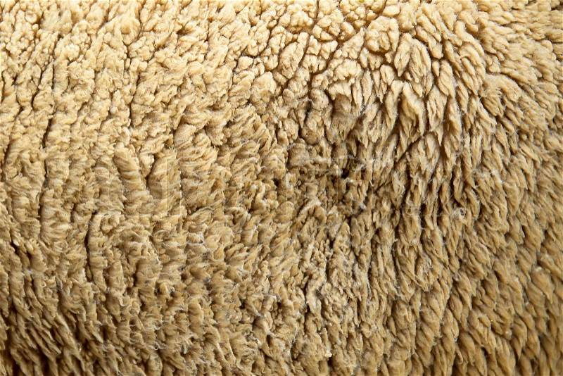Sheep hair wool skin closeup background, stock photo