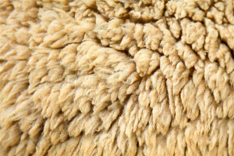 Sheep hair wool skin closeup background, stock photo