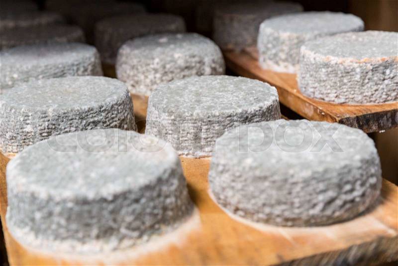 Small heads of young goat cheese with a blue mold on a wooden shelf in a cellar on a private farm. Cheese manufacture, stock photo