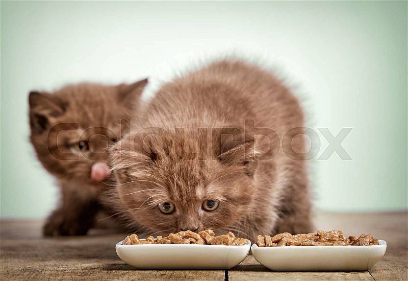 Kitten eating cats food, selective focus, stock photo