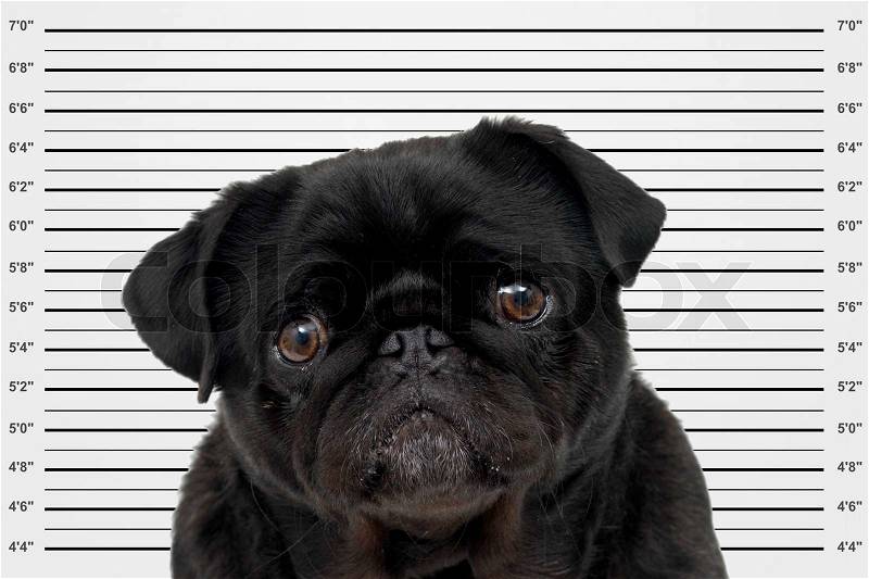 A mug shot of a black pug, stock photo