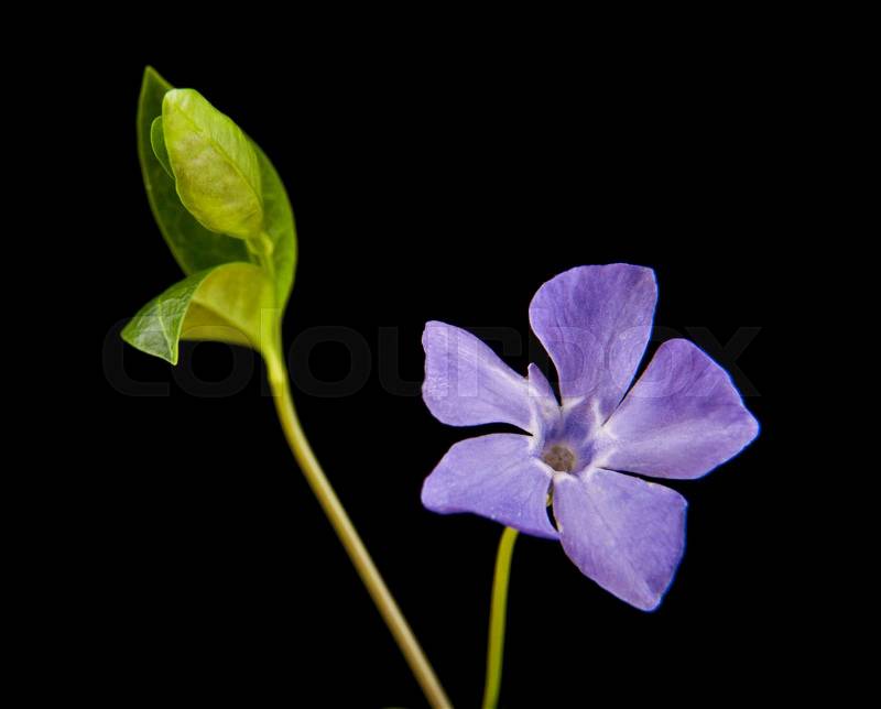 Spring lilac-purple flower, periwinkle isolated on black background closeup, stock photo