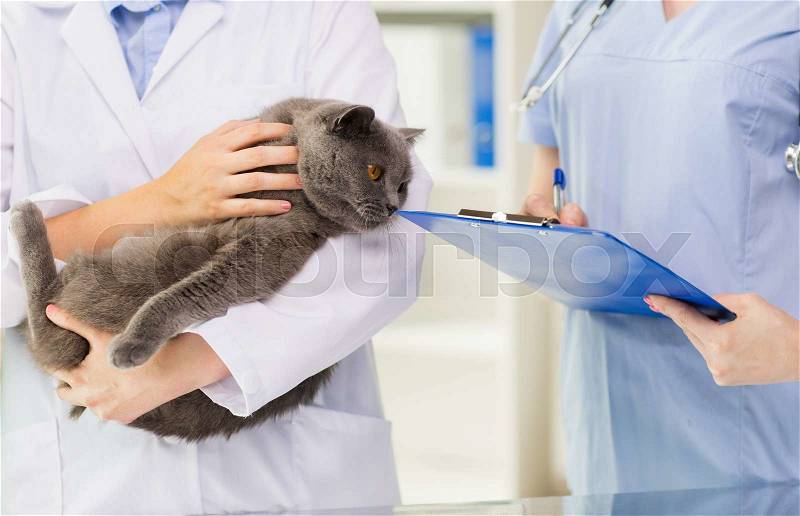 Medicine, pet, animals, health care and people concept - close up of veterinarian doctor with british cat and assistant with clipboard taking notes at vet clinic, stock photo