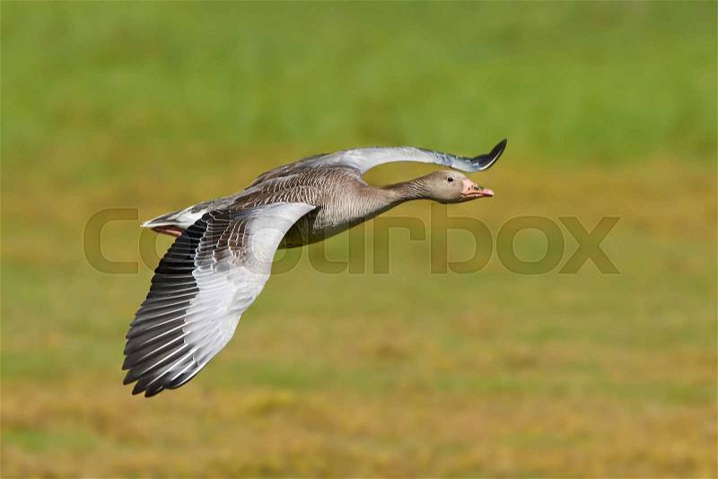 Greylag goose in flight with vegetation in the background, stock photo