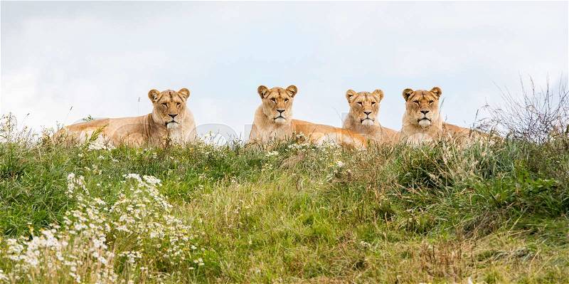 Four female lions resting in the fresh grasss, stock photo