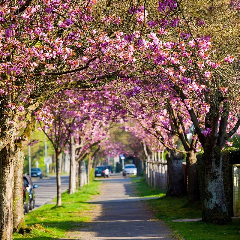 Cherry Blossom Pathway. Beautiful Landscape, stock photo