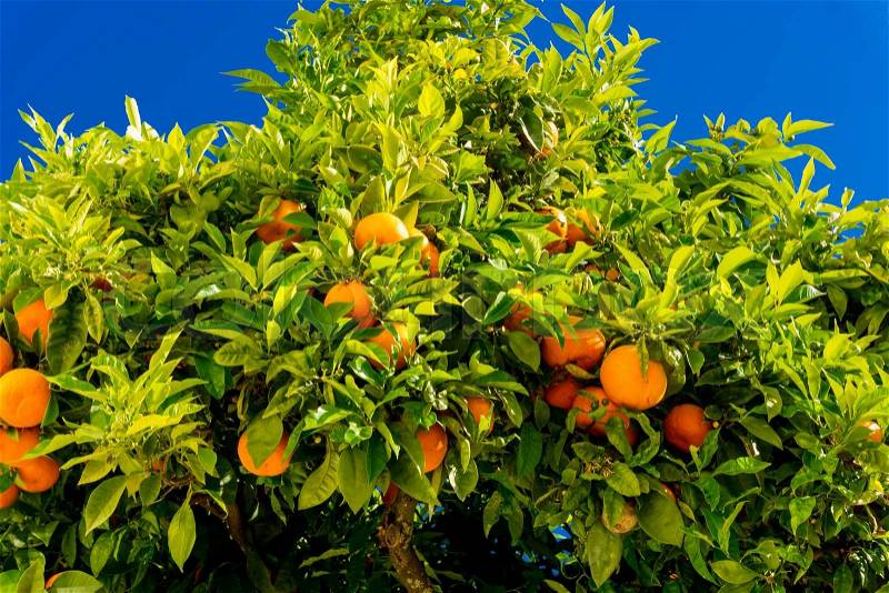 Orange tree. oranges hanging tree. Ripe tangerines on a tree branch, stock photo