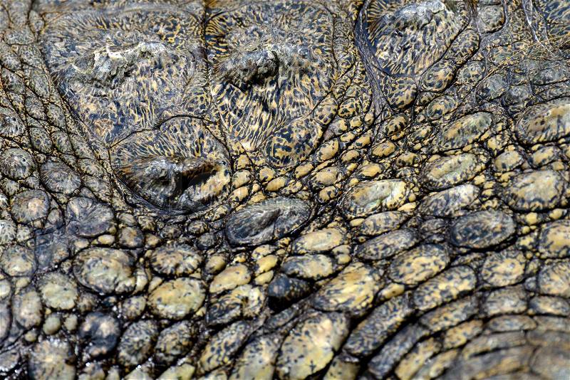 Crocodile skin texture. Shot in South Africa, stock photo