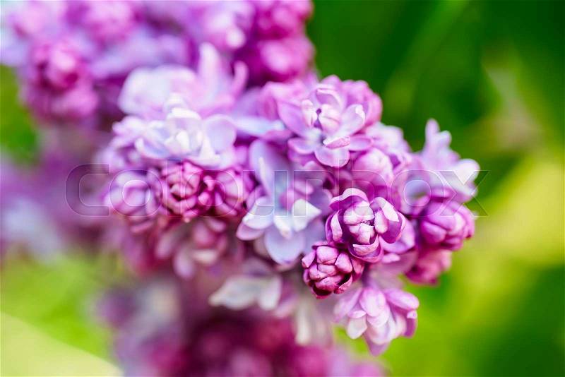 Branch of lilac flowers with green leaves, floral natural macro background, soft focus, stock photo
