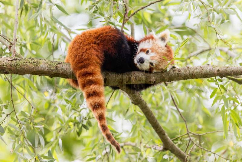 Red Panda, Firefox or Lesser Panda (Ailurus fulgens) resting in a tree, stock photo