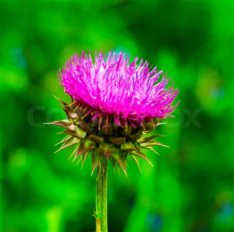 Thistle. pink milk thistle flower in bloom in spring. Single Thistle Flower in Bloom in the field. Pink thistle flower, stock photo