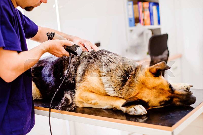 Veterinarian shaving part of skin of German Shepherd dog before treatment in vet clinic. Unrecognizable man working, stock photo