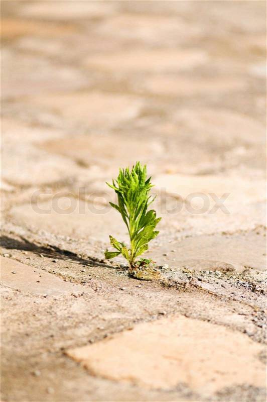 Seedling illustrating the concept of new life, stock photo