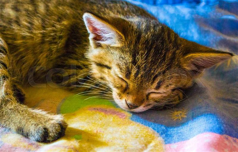 Sleep kitten. pet small kitten sleep. cat, stock photo