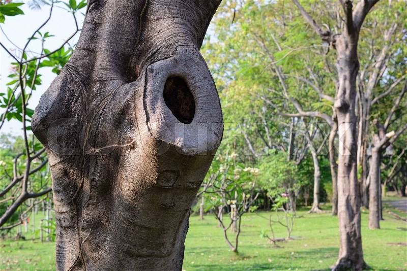 Tree hole for wildlife, stock photo