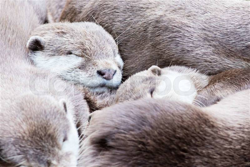 Lazy group of Asian small-clawed otter, close-up, stock photo