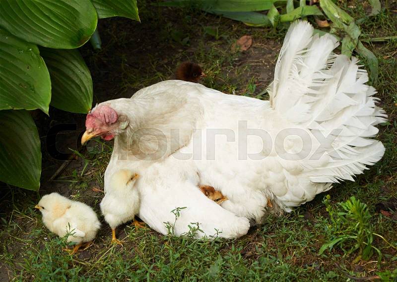 Little chicks near the hen and under its wing, stock photo