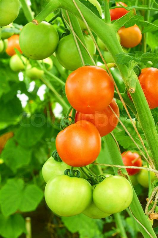 Different stage of ripening tomatoes on one branch, stock photo