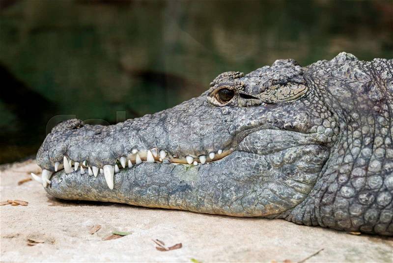 Crocodile head with eyes and big teeth closeup, stock photo