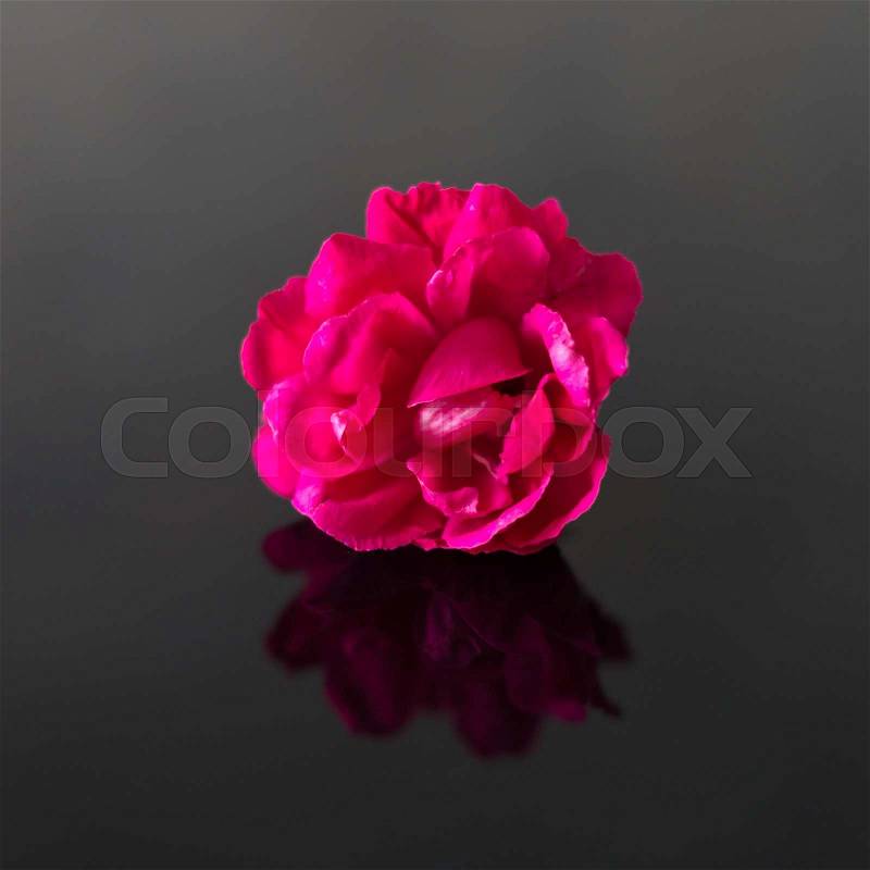 Pink rose with reflection in the dark glass background, stock photo