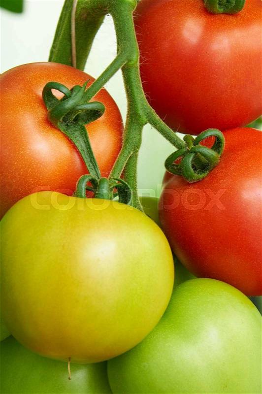 Different stage of ripening tomatoes on one branch, stock photo