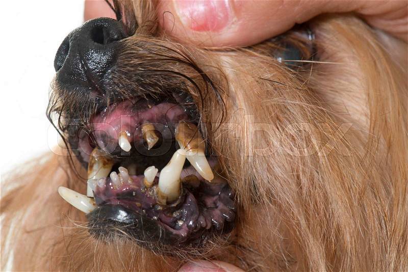 Tartar teeth of old dog in studio, stock photo