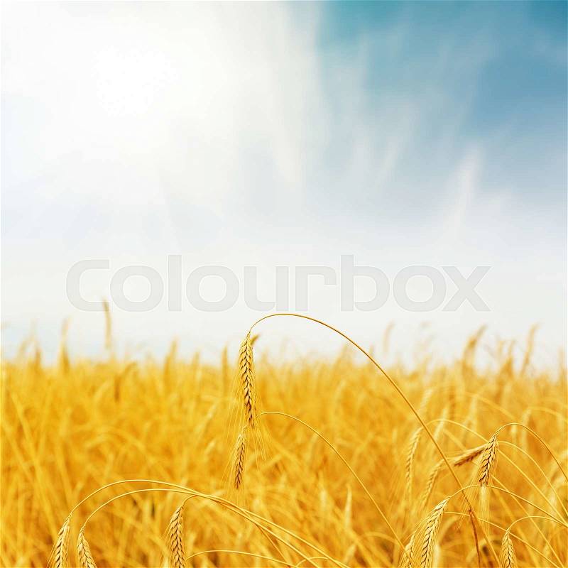 Golden harvest on field on sunset time. soft focus, stock photo