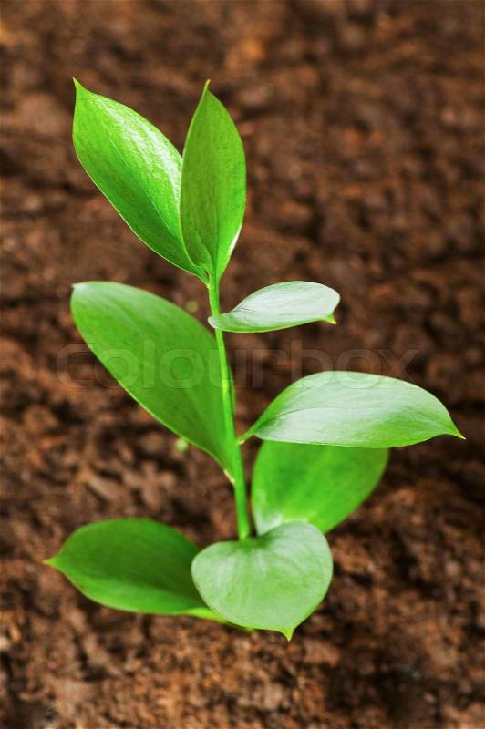 New life concept - green seedling growing out of soil, stock photo