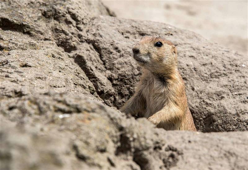 Young prairiedog or cynomys coming out of the ground, stock photo