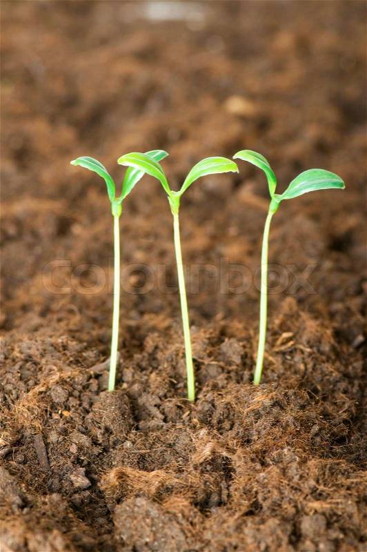 New life concept - green seedling growing out of soil, stock photo