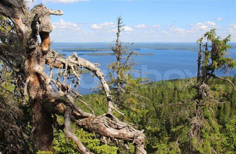 Beautiful nature of national park Koli, Finland , stock photo