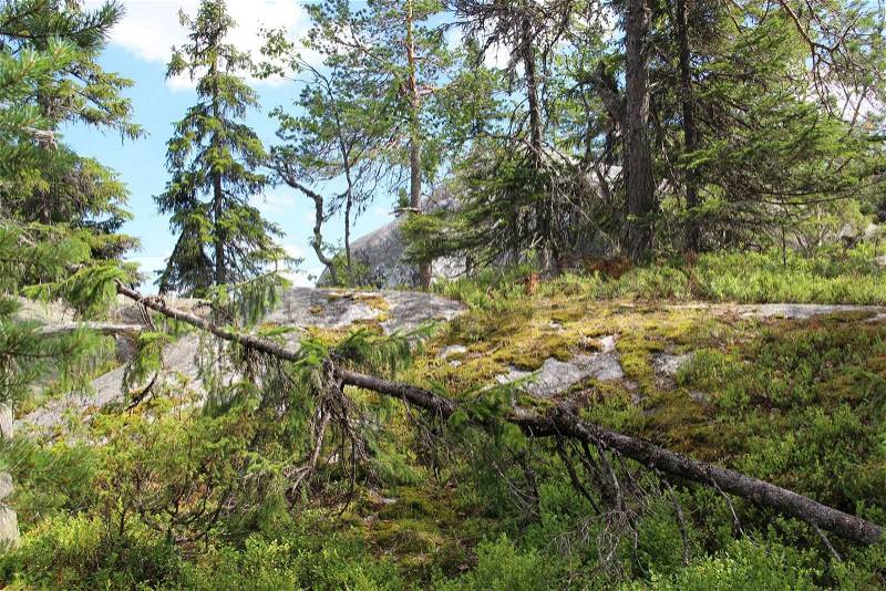 Beautiful nature of national park Koli, Finland, stock photo