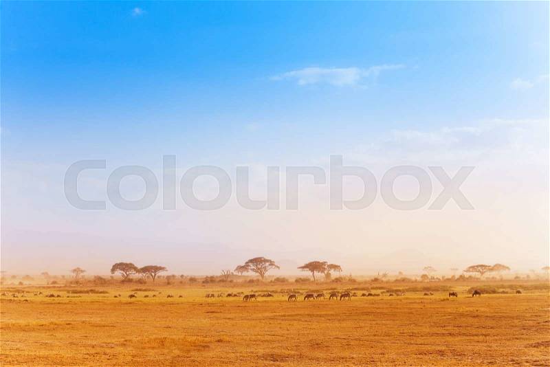 Big zebras herd pasturing and migrating in the distance of African savanna, stock photo