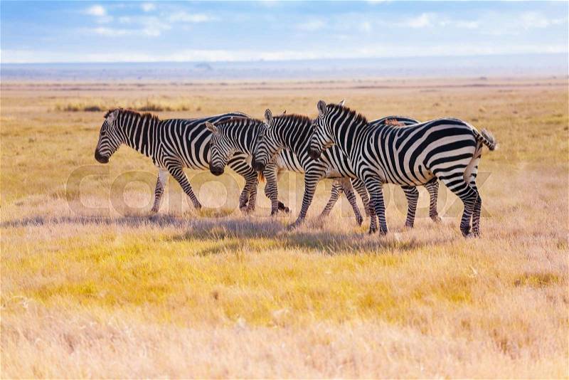 Four zebras walking in the wilderness of Africa, Masai Mara National Reserve, stock photo
