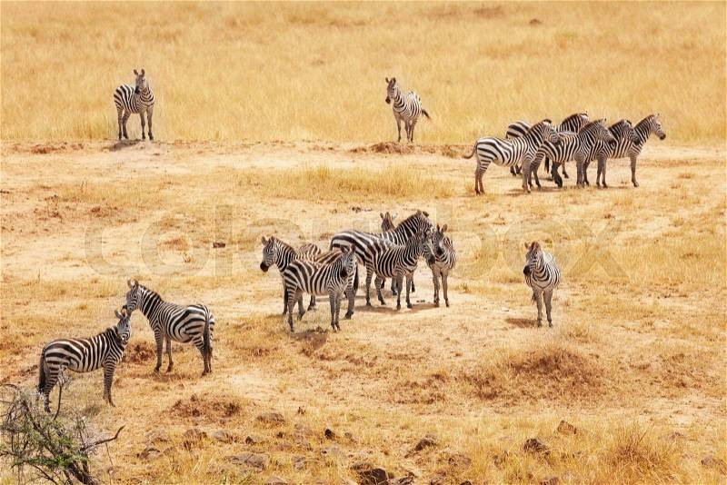 Great migration of zebras in the Masai Mara National Reserve, Kenya, Africa, stock photo