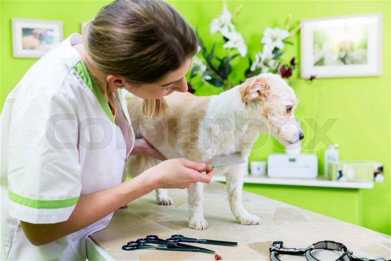 Woman is examining Dog for flea at pet groomer, stock photo
