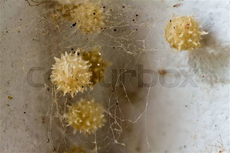The Brown Widow spider egg sacks protected behind thick spider silk, stock photo
