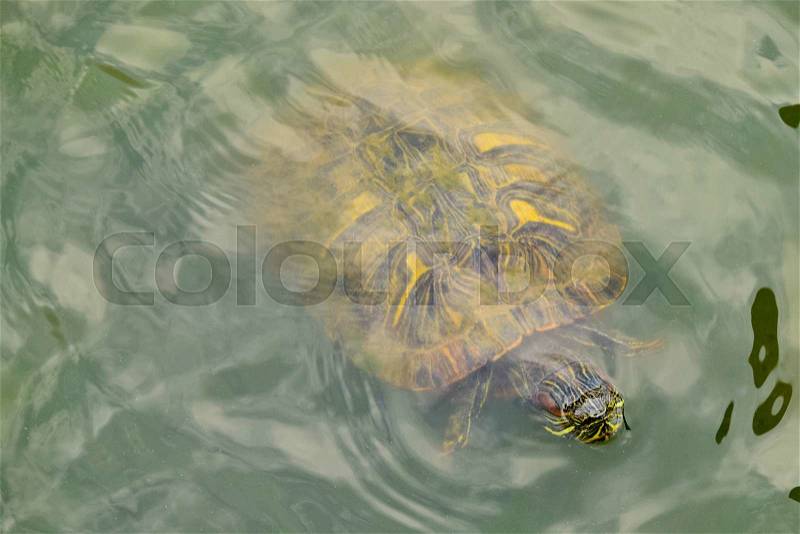 A turtle in water, view from above, stock photo