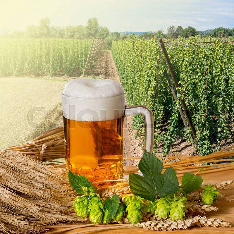 Glass of beer with hop cones in the hop field, stock photo